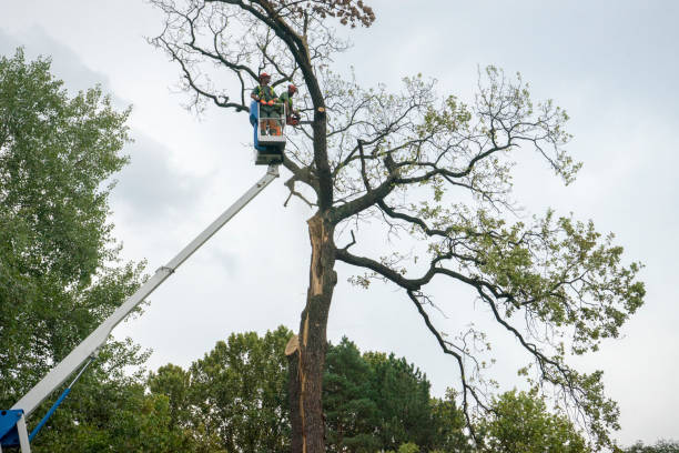 How Our Tree Care Process Works  in Flint Hill, MO